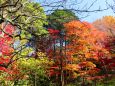 東山動植物園紅葉