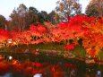 なばなの里紅葉