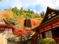 談山神社紅葉