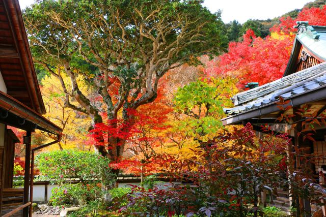 正暦寺紅葉