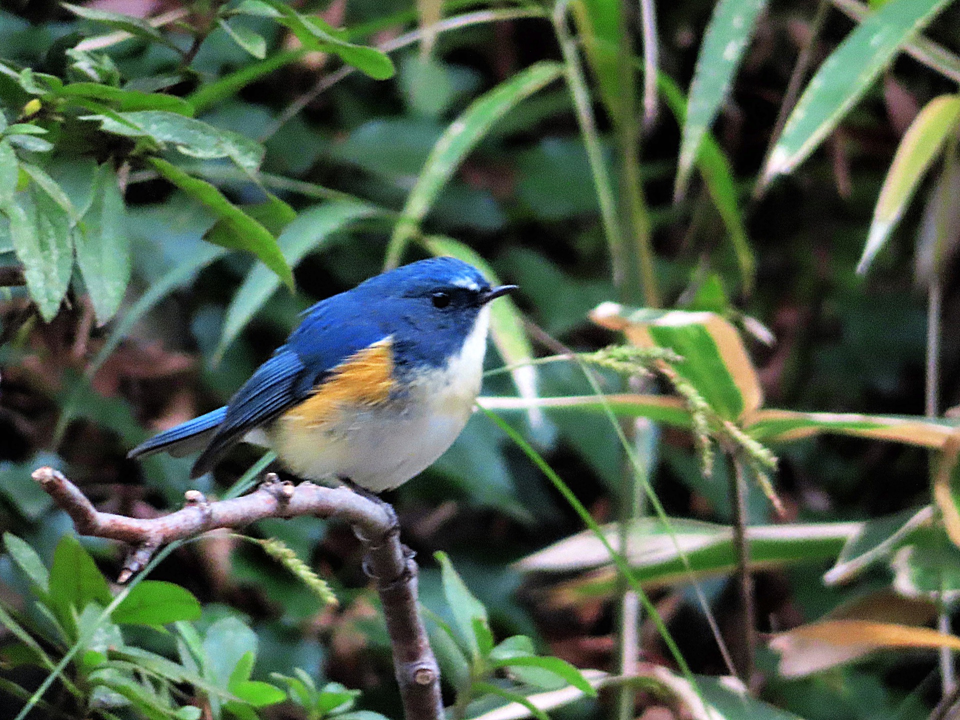 動物 鳥 ペンギン 幸せの青い鳥 壁紙19x1440 壁紙館