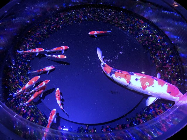 魚 水生生物 金魚 壁紙館