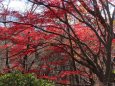 桜ヶ丘公園の紅葉