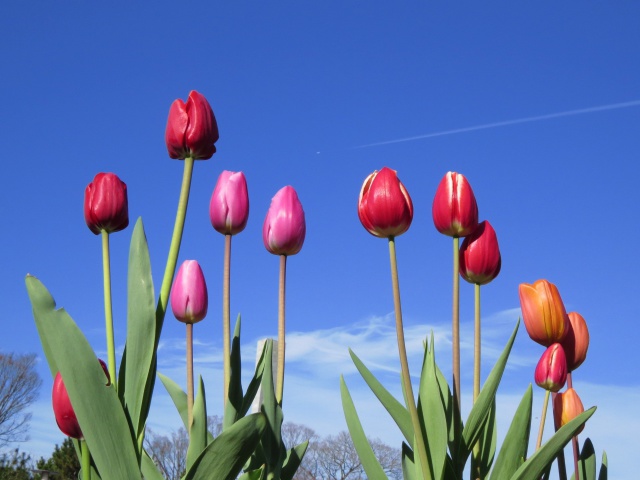 迎春・冬咲きチューリップ