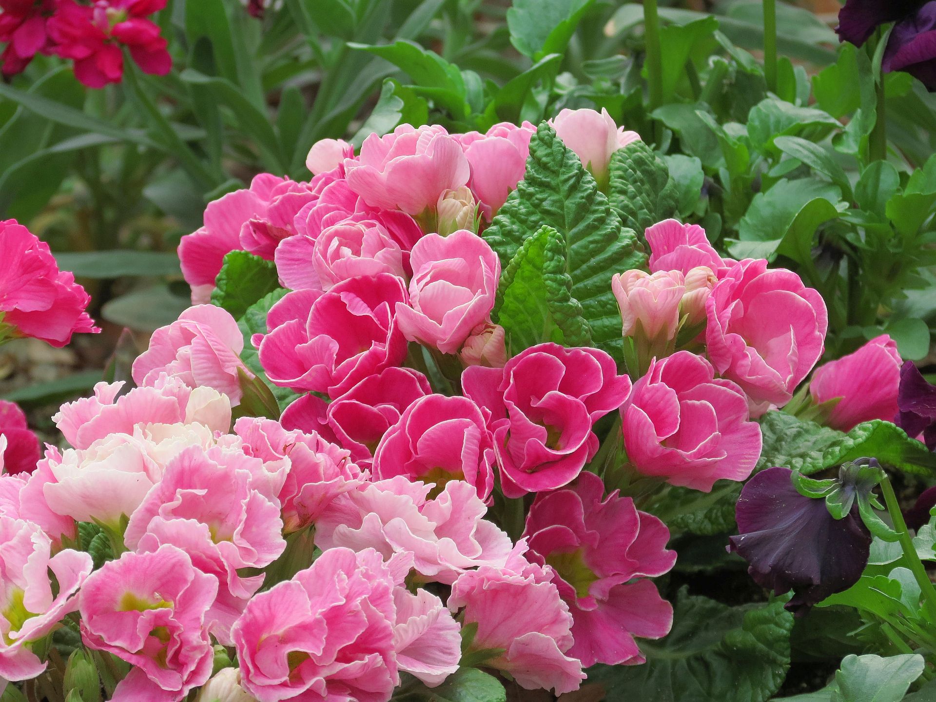 花 植物 バラ咲きプリムラ ジュリアン 壁紙19x1440 壁紙館