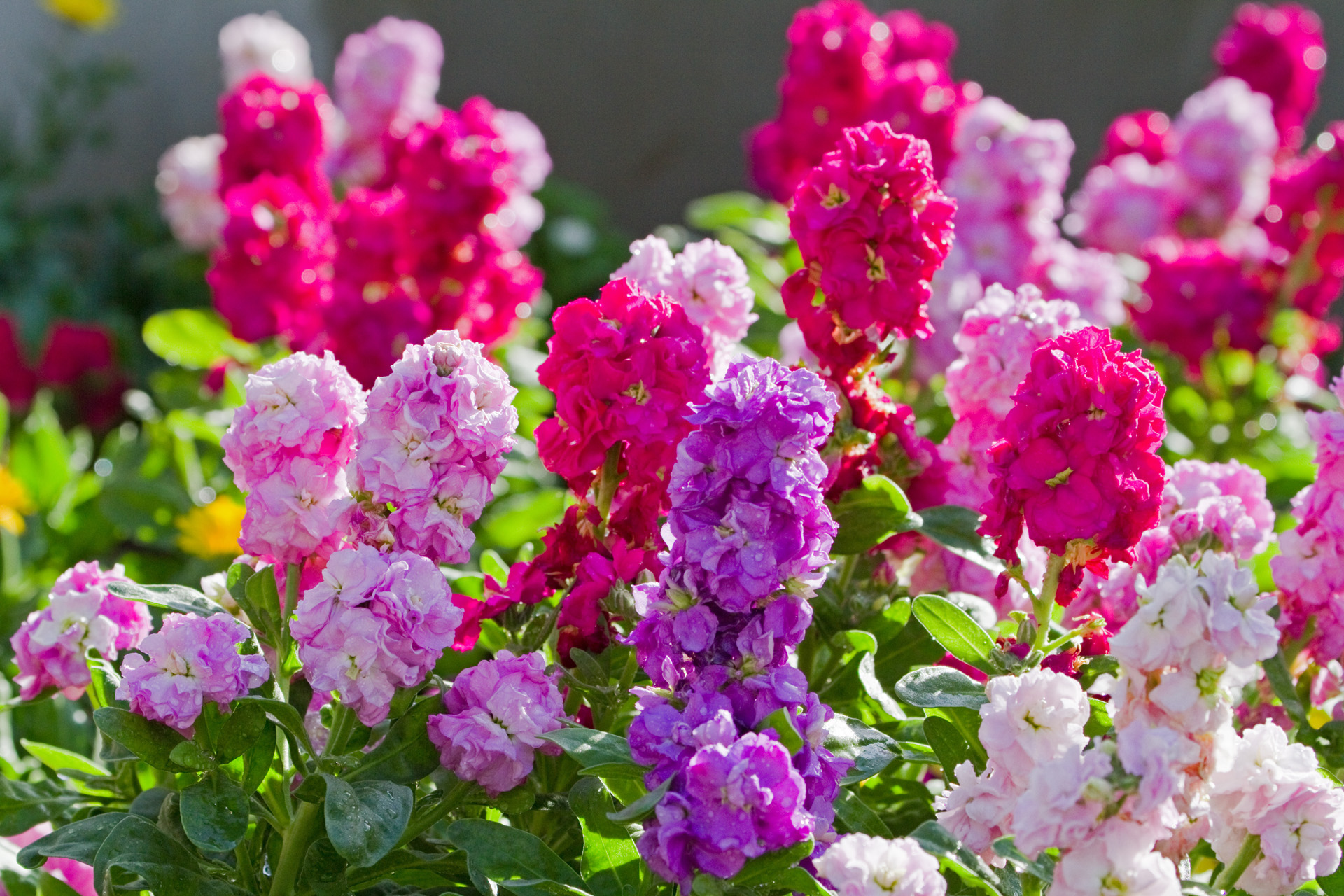 花 植物 ストック 壁紙1920x1280 壁紙館