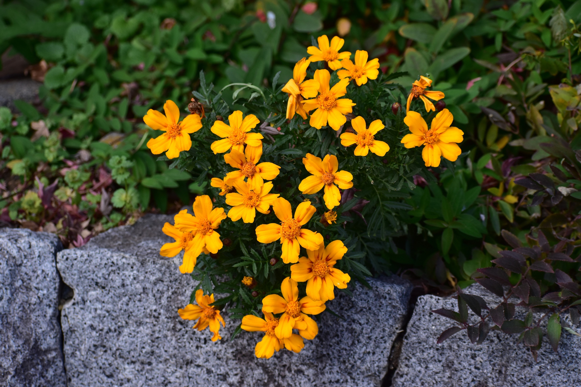 花 植物 メキシカンマリーゴールド 壁紙19x1280 壁紙館