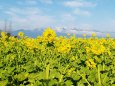 びわ湖畔の菜の花