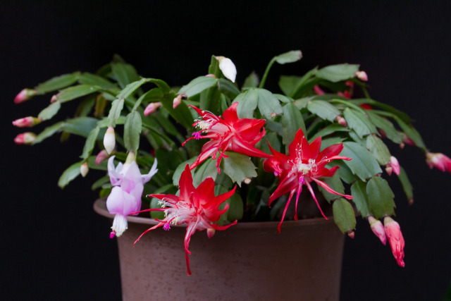 シャコバサボテン