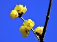 青空に映える蝋梅の花