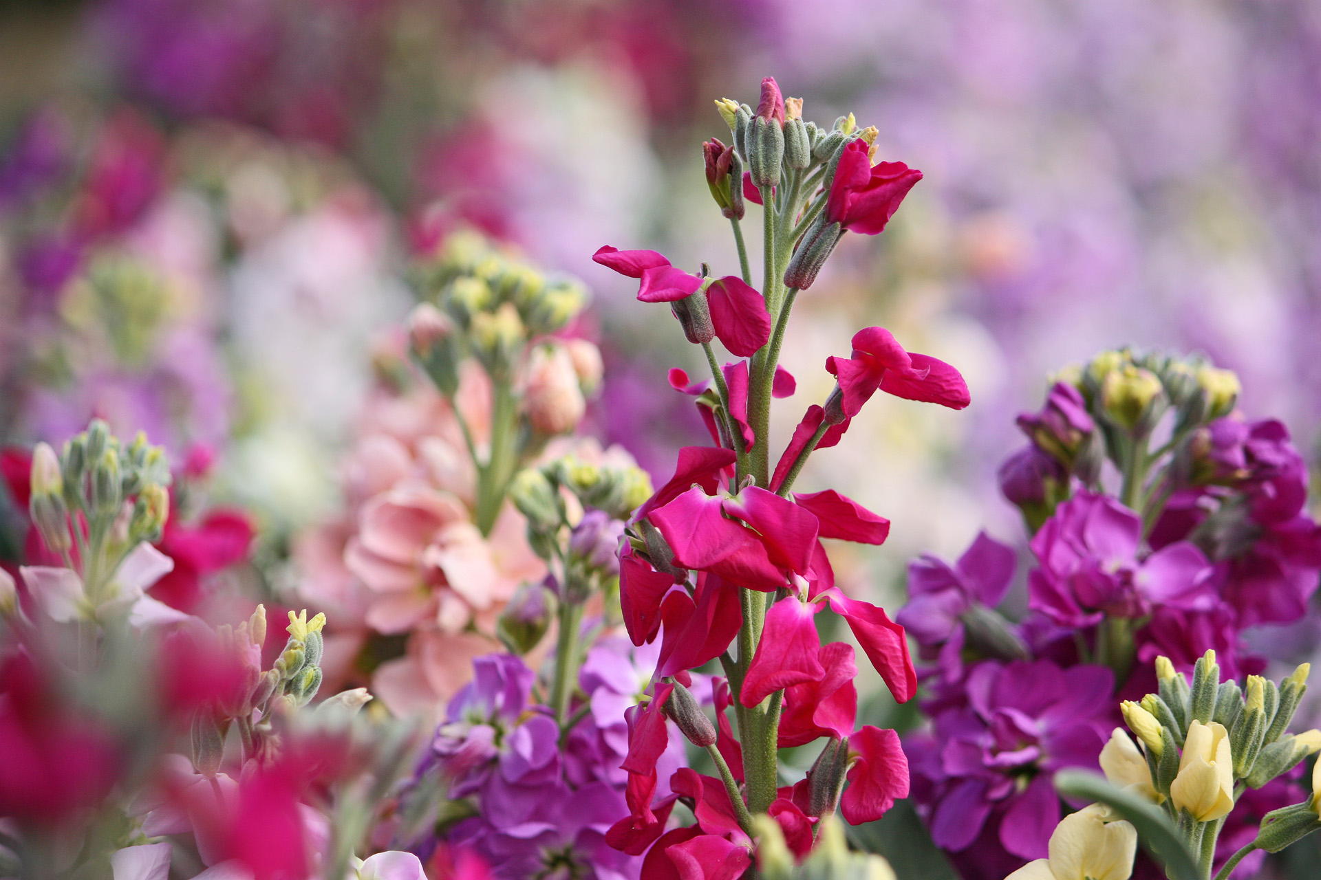 花 植物 花畑のストック 壁紙19x1280 壁紙館