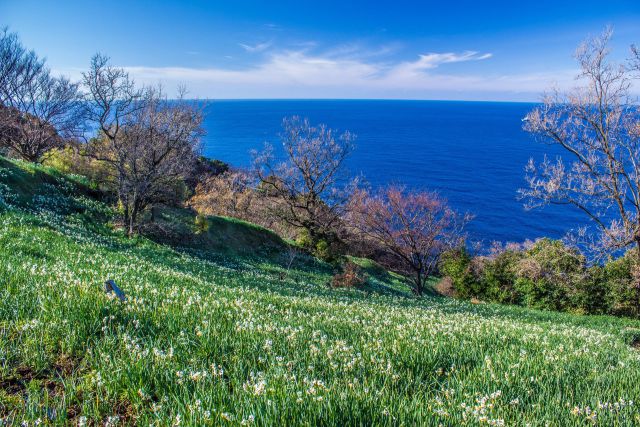 越前水仙群生地