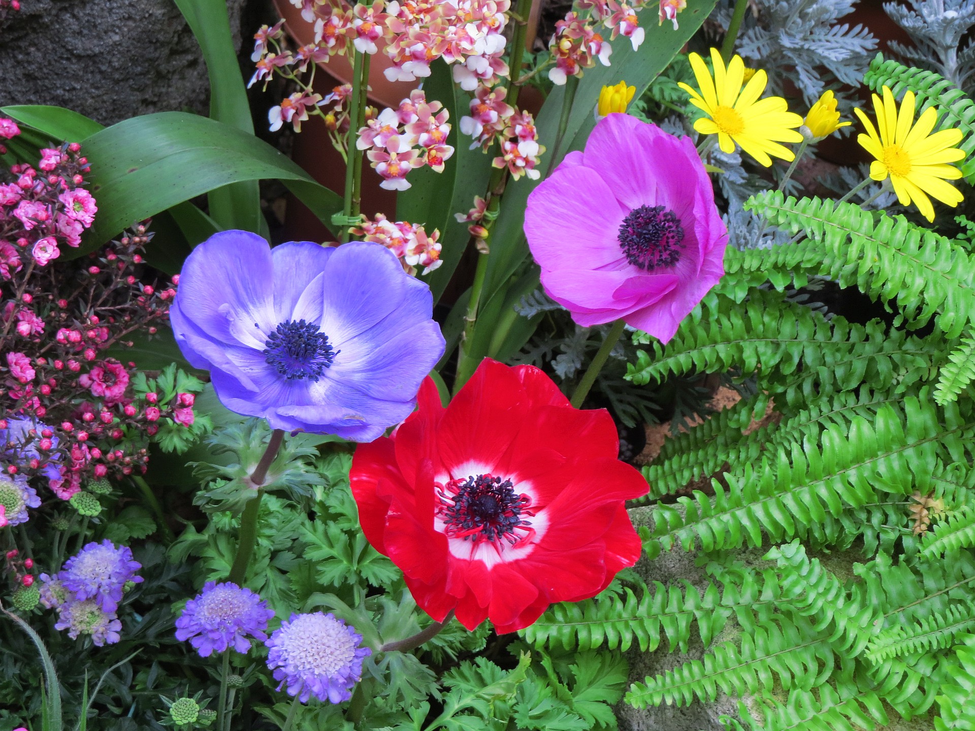 花 植物 早春のアネモネ 壁紙19x1440 壁紙館