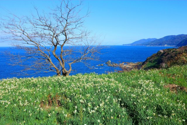 晴れた冬の日本海と水仙畑