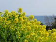 海と早春の菜の花