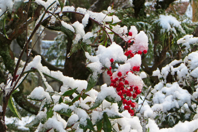 ナンテンに雪