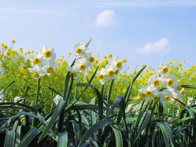 菜の花畑の水仙