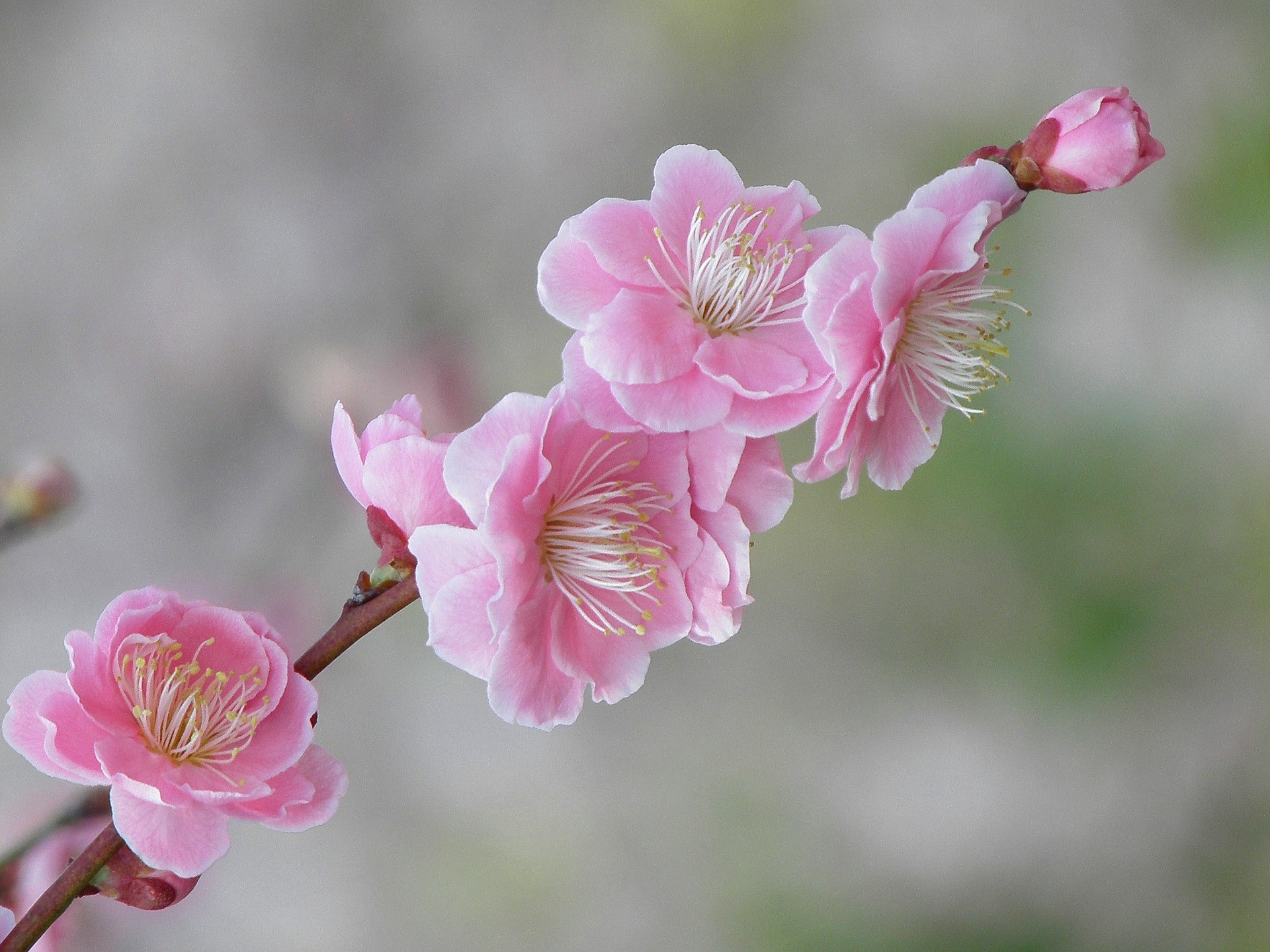 花 植物 大輪の梅の花 壁紙19x1440 壁紙館