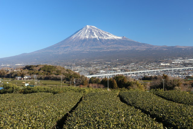 茶畑から望む富士山