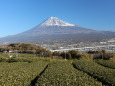 茶畑から望む富士山