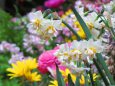 早春の花・房咲き芳香水仙