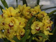 黄色い蘭の花
