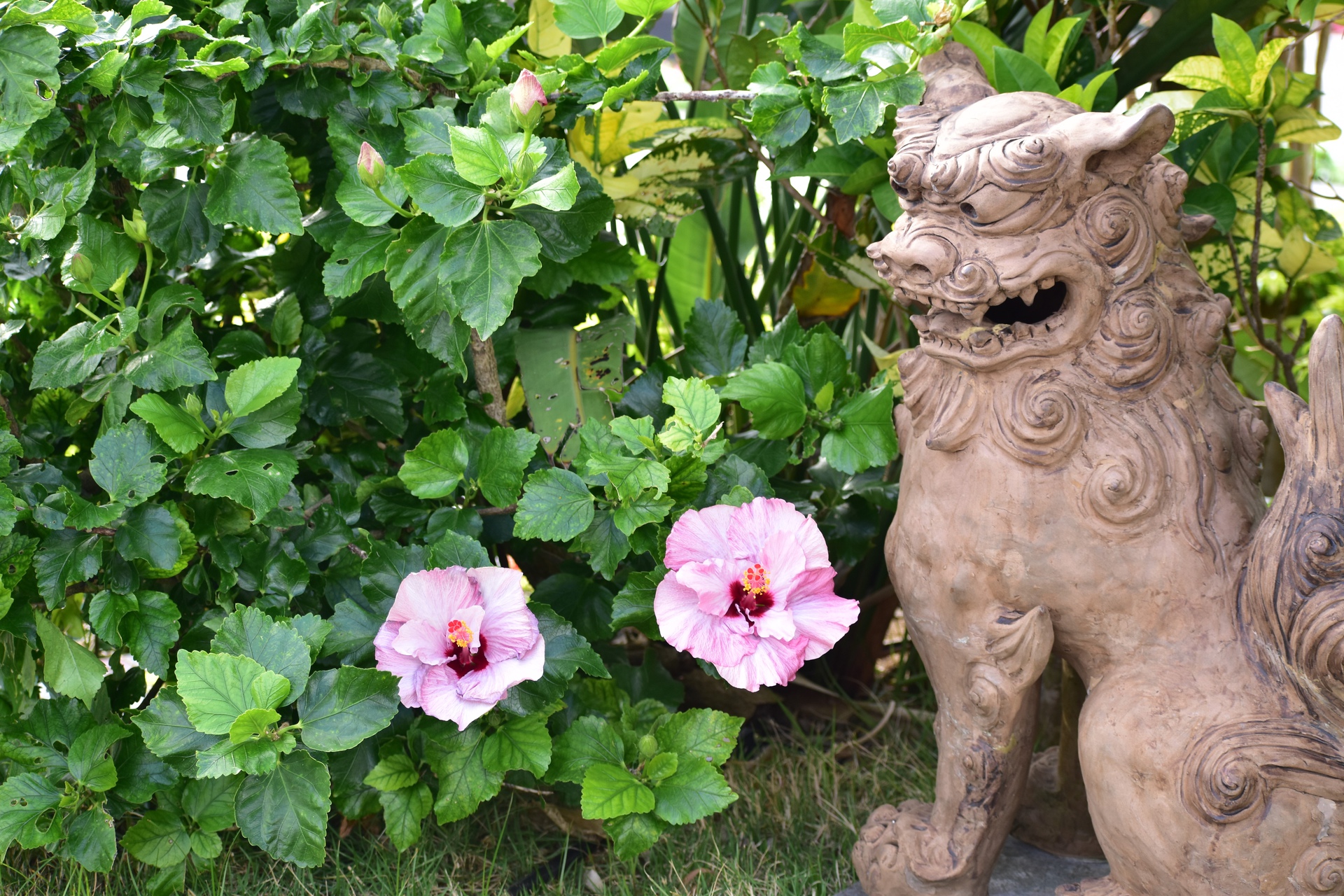 花 植物 シーサーとハイビスカス 壁紙19x1280 壁紙館