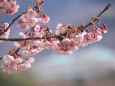 福成寺の寒桜