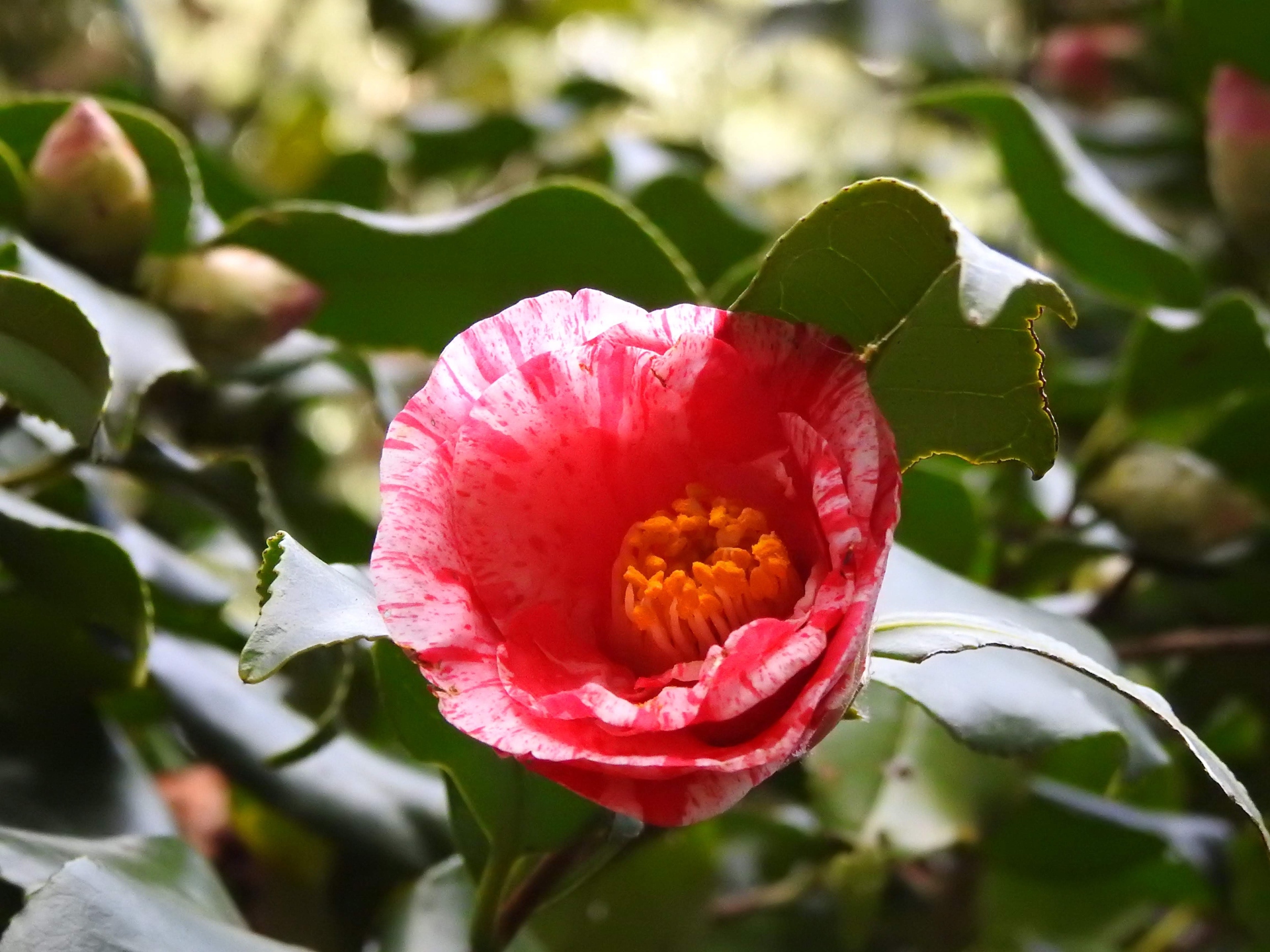 花 植物 絞柄の椿 壁紙1920x1440 壁紙館