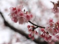 福成寺の寒桜-2