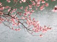 水橋池と寒桜