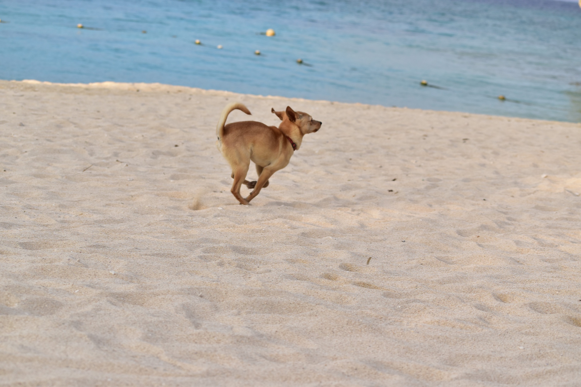 動物 犬 海辺を駆ける 壁紙19x1280 壁紙館