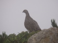 爺ヶ岳のママ雷鳥7