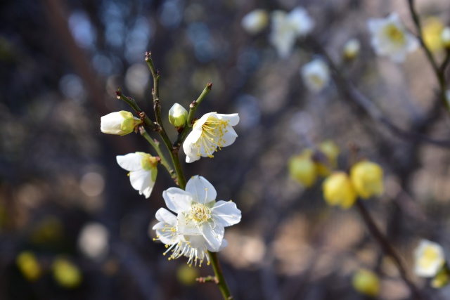 白梅と蝋梅