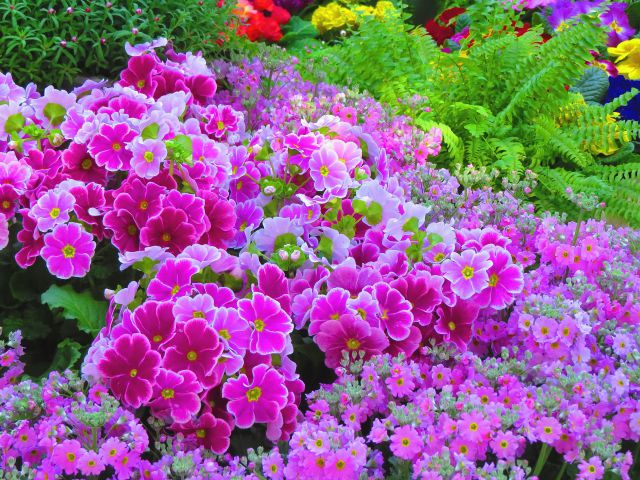 満開のプリムラ・オブコニカ