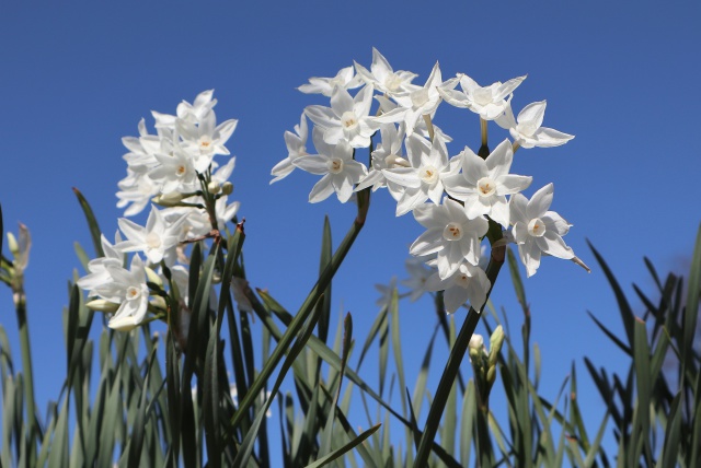 道端に咲いた水仙