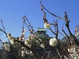 大阪城梅林の八重咲野梅