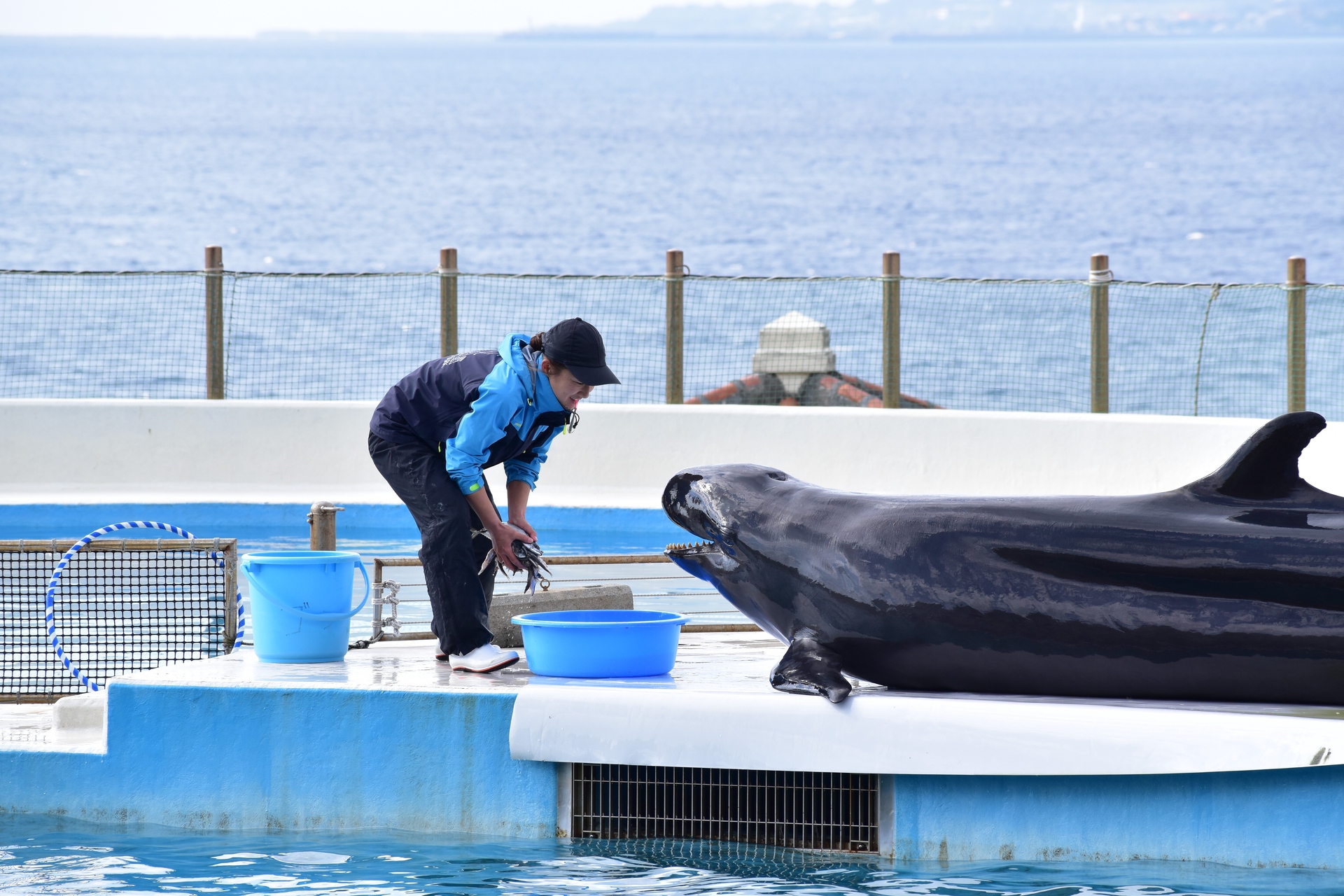 動物 その他 イルカショー 壁紙19x1280 壁紙館