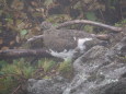 白馬乗鞍岳の雄雷鳥