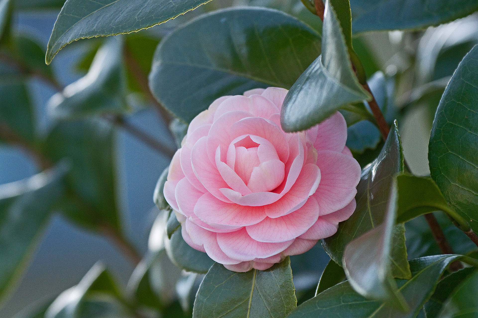 花 植物 乙女椿 壁紙19x1280 壁紙館