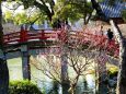 紅梅が咲いている参道橋