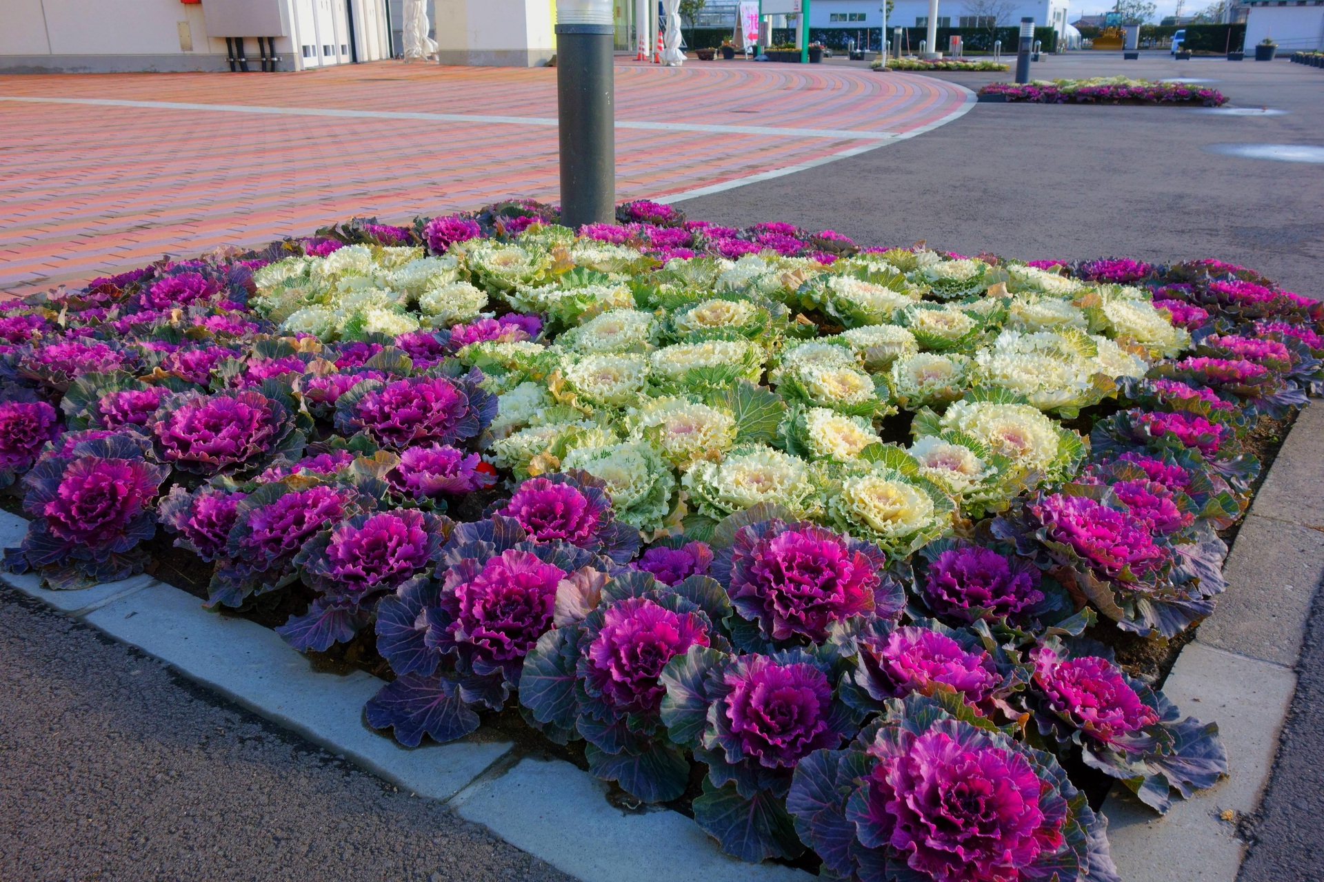 花 植物 葉牡丹の花壇 壁紙19x1280 壁紙館 花 植物 葉牡丹の花壇 壁紙19x1280 壁紙館