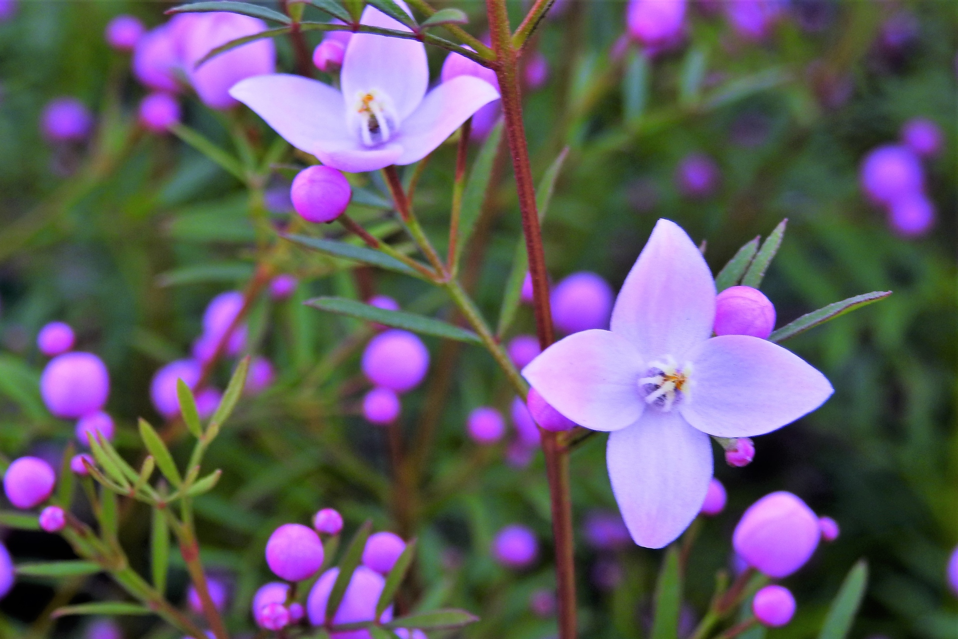 花 植物 ボロニア ピナータ 壁紙19x1280 壁紙館