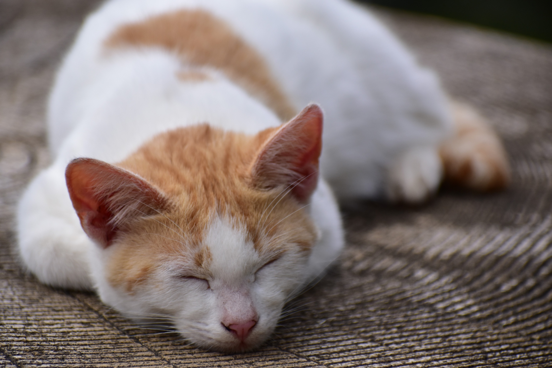 動物 猫 お昼寝 壁紙19x1280 壁紙館