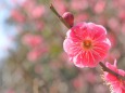 梅の花:緋の司