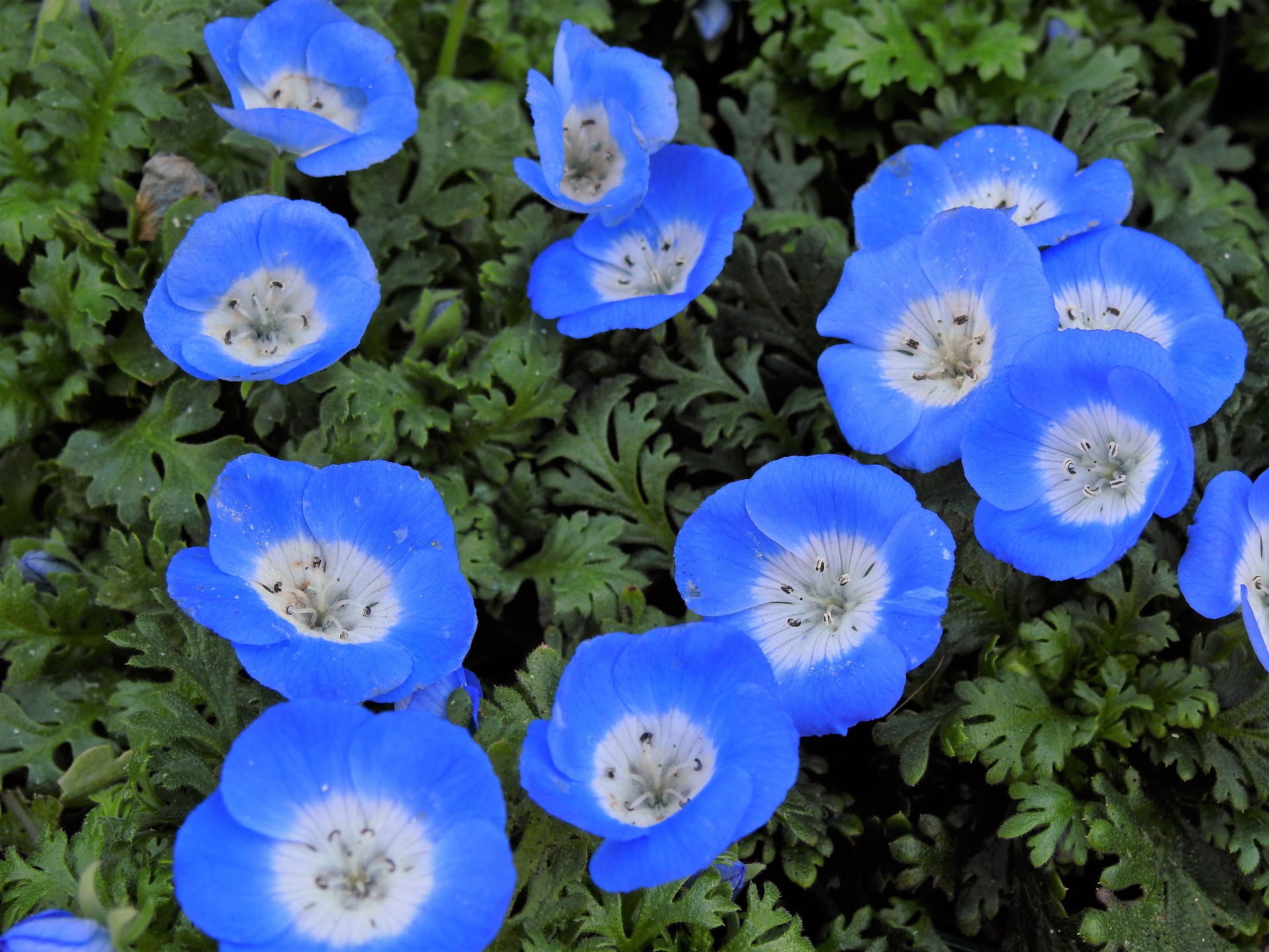 花 植物 ネモフィラ 壁紙19x1440 壁紙館