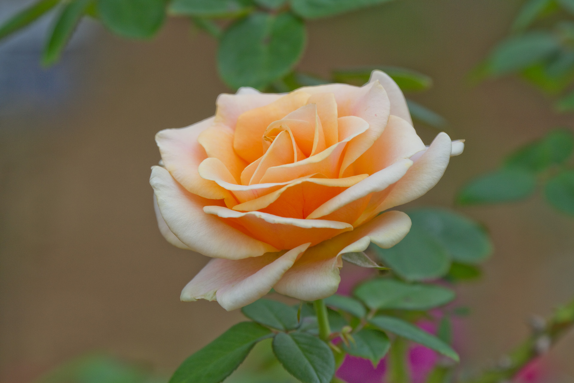 花 植物 マリリンモンロー 壁紙19x1280 壁紙館