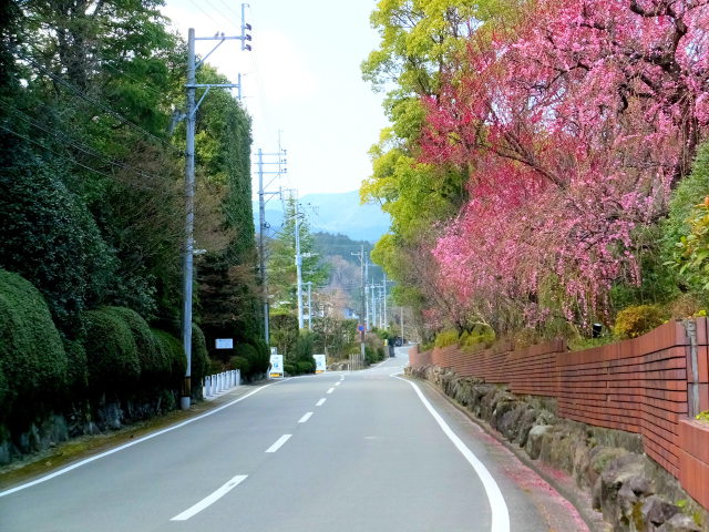 紅梅が咲いている通り道