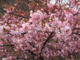 河津桜が咲いていました