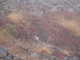 小蓮華山のパパ雷鳥